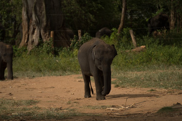 Elephant safari portrait closeup 