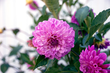 Dahlias flower in a garden