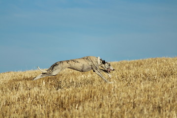 Spanish greyhound in mechanical hare race in the countryside