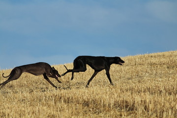 Spanish greyhound in mechanical hare race in the countryside