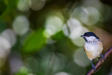 Marsh tit (Poecile palustris)