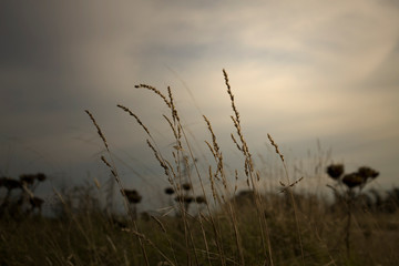 reeds at sunset