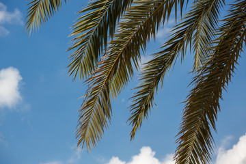 Tropical palm leafs on blue sky background
