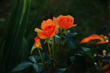 Tea rose in a garden