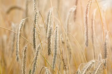 Close up of rye ears, field of rye in a summer sunrise time. Selective focus. Rich harvest concept....