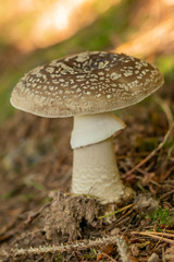mushroom in the forest