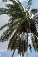Fototapeta na wymiar Tropical palm leafs on blue sky background