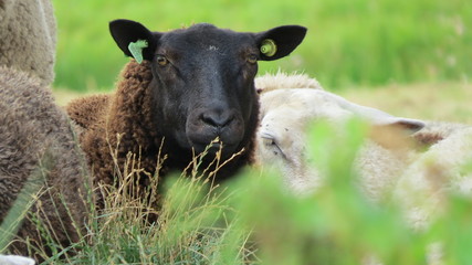 A close-up of a sheep
