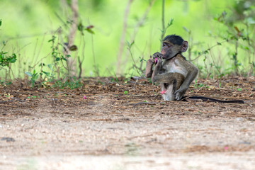 Chacma Baboon Baby