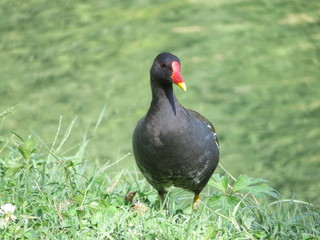 beautiful red-billed black bird that knows how to swim and fly