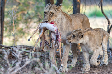 Lion with cub and Impala fawn kill