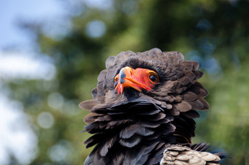 Portrait of a bateleur eagle (Terathopius ecaudatus) watching other birds in the sky, soft defocused background