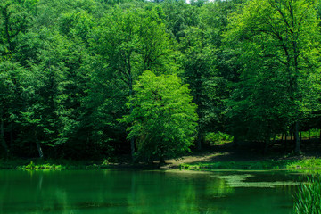 lonely tree on the shore of the lake