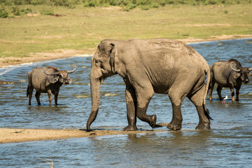 Naklejka premium Elephant safari portrait closeup 