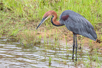 Goliath Heron