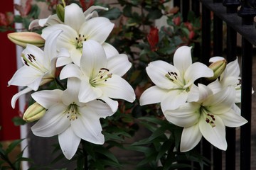 white lily flower
