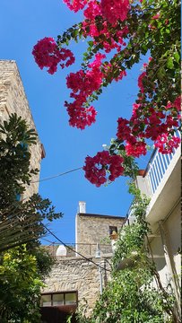 house on the hill. Flowers against the blue sky