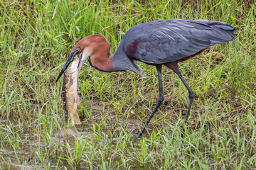 Goliath Heron