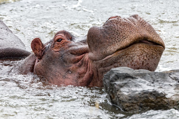 Hippo