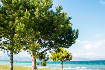 lonely pine trees by the sea