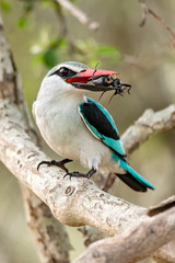 Woodlands Kingfisher with Catch