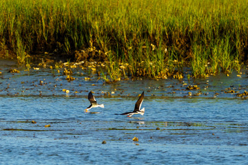 Black Skimmers Feeding In Captain Sam's Creek, Seabrook Island