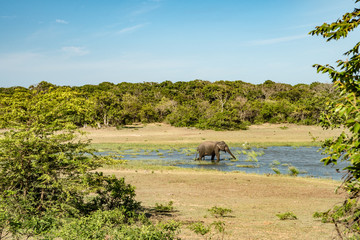 Elephant safari portrait in lake alone