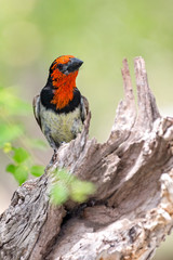 Black collared Barbet