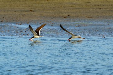 Black Skimmers Feeding In Captain Sam's Creek, Seabrook Island