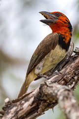 Black collared Barbet