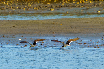 Black Skimmers Feeding In Captain Sam's Creek, Seabrook Island