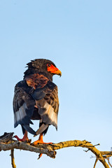 Bateleur
