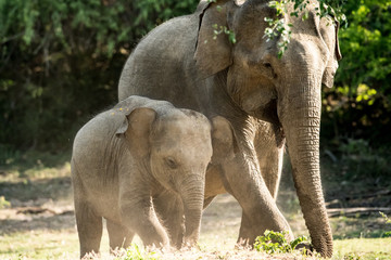Naklejka premium Elephant safari portrait closeup 
