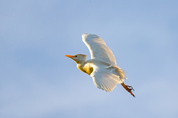 Western Cattle Egret