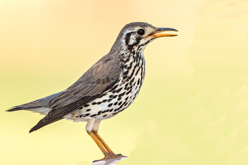 GroundScraper Thrush