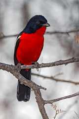 Crimson Breasted Shrike