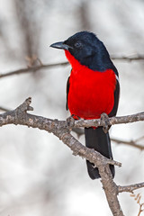 Crimson Breasted Shrike