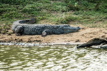 Crocodile portrait on sri lanka safari