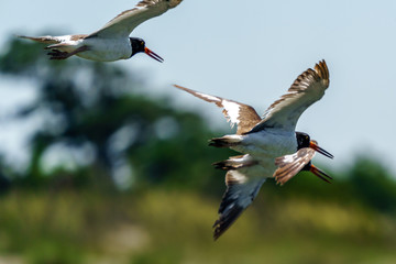 Oyster Catchers in Flight