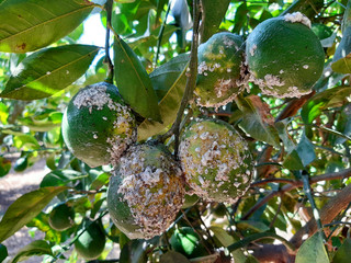 Unripe citrus fruits damaged by Citrus scale mealybug, Planococcus citri (Homoptera:...