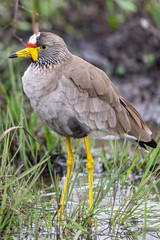 African Wattled Lapwing