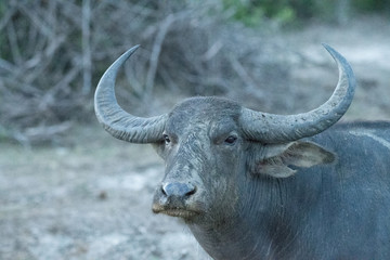 water buffalo staring safari portrait at dusk