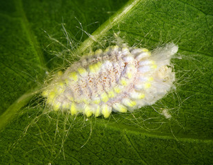 Seychelles scale, Icerya seychellarum (Hemiptera: Monophlebidae) is the dangerous pest of avocado, mango and citrus trees in the Mediterranean Basin