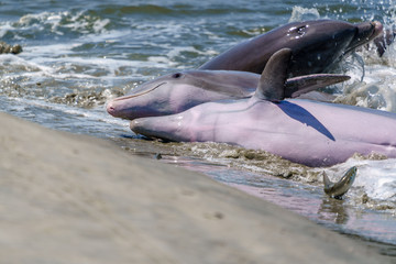 Fototapeta premium Kiawah River Dolphins Strandfeeding, Viewed From Seabrook Island