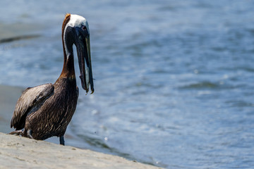Pelican Swallowing A Strand Feeding Mullet