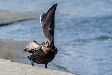 Pelican Swallowing A Strand Feeding Mullet
