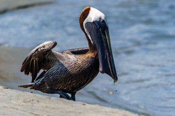 Pelican Swallowing A Strand Feeding Mullet