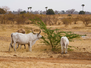 Senegal, Africa