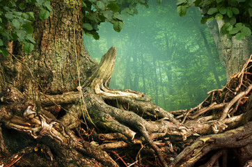 Old crooked shaped roots of massive tree on green forest background