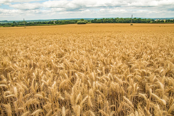 Organic Wheat farm growing fields of barley Moody dramatic